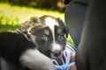 Six week old puppy of border collie is sleeping on shoes Royalty Free Stock Photo