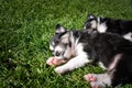 Six week old puppy of border collie is sleeping Royalty Free Stock Photo