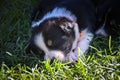Six week old puppy of border collie is sleeping outside in grass. Royalty Free Stock Photo