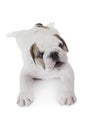 Six weeks old English Bulldog puppy Royalty Free Stock Photo