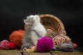 Six weeks old kitten is playing with ball of knitting in multiple colors. Cute kitten and ball of thread. Grey pretty kitten. Royalty Free Stock Photo