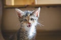 Six weeks old kitten rescued and adopted from the streets, meowing at the camera in the sunlight