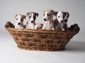 Six Whippets Puppies into the basket