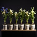 Volumetric Lighting: Stunning Row Of Iris Plants In Pots