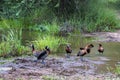 Six White Faced Whistling Ducks at Water Hole