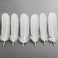Six white feathers are aligned side by side on a gray, textured surface. Each feather is Royalty Free Stock Photo