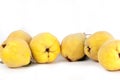Six woolly, yellow quinces in a row. on white. Royalty Free Stock Photo