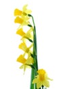 Six Yellow Daffodil Flowers Royalty Free Stock Photo