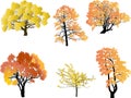 Six yellow fall trees isolated on white