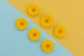 Six yellow gerberas on blue and yellow diagonally divided background Royalty Free Stock Photo