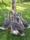 Six young geese