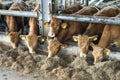 six young limousin bulls feed inside barn on organic farm in holland near utrecht Royalty Free Stock Photo