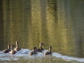 A group of young ducks swim on a Colorado lake