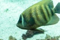 Sixbanded angelfish Pomacanthus sexstriatus Royalty Free Stock Photo