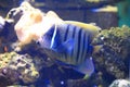 Sixbar angelfish Royalty Free Stock Photo