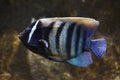 Sixbar angelfish Pomacanthus sexstriatus Royalty Free Stock Photo