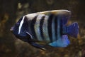 Sixbar angelfish Pomacanthus sexstriatus Royalty Free Stock Photo