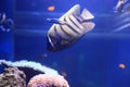 Sixbar angelfish Royalty Free Stock Photo