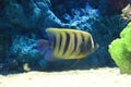 Sixbar angelfish Royalty Free Stock Photo