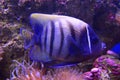 Alebo šesť pruhovaný ryby more sasanka korál v fialový odtieň 