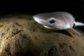 Sixgill Shark Pup Royalty Free Stock Photo