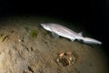 Sixgill Shark Pup Royalty Free Stock Photo