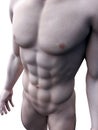 Sixpack abs Royalty Free Stock Photo