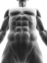 Sixpack abs Royalty Free Stock Photo