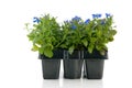 Sixpack blue Lobelia Royalty Free Stock Photo