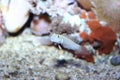 Sixspot goby Royalty Free Stock Photo