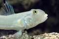 Sixspot goby - Valenciennea sexguttata Royalty Free Stock Photo