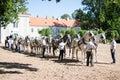 Sixteen Kladruber Horses getting ready for a show