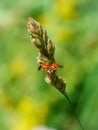 Sixteen-Spot Ladybird (Halyzia sedecimpunctata) in the UK Royalty Free Stock Photo