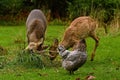 Four months young wild Roe deer Capreolus capreolus, learn rules