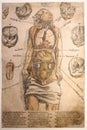 Old german anatomical Illustration of a man, dated 1517