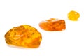 Sixty Million Year Old Baltic Amber