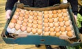 Sixty six eggs in a cardboard egg crate Royalty Free Stock Photo