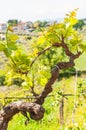 Sixty year old, grape vine, sprouting new leaves, in Torano Nuovo, Italy Royalty Free Stock Photo
