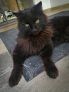 Siyah cins kedi Black cat