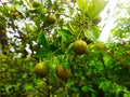 siyam oranges, usually made for fresh orange drinks Royalty Free Stock Photo