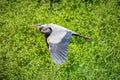 Great Blue Heron, Acushnet River Reserve, Massachusetts