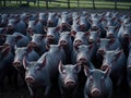 A sizable group of farm pigs. ai generative