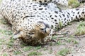 A sizable leopard, Panthera pardus, in south africa is lying down on the ground among green grass Royalty Free Stock Photo