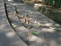 Sizable tree branches began to scatter on the sidewalks of indonesian roads