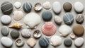 In size and color featuring scallop shells with ridged textures Royalty Free Stock Photo