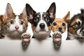 Row of the tops of heads of cats and dogs with paws up, peeking over a blank white sign, AI generated Royalty Free Stock Photo