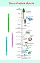 Sizes and dimension of nature objects. educational vector infographic comparing the sizes of nature objects: The largest sequoia t