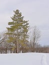 Sjam hiking and cross country skiing trail along bare and pine trees and shrubs.