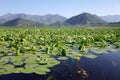 Skadar Lake, Montenegro