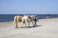 Skadovsk, Ukraine - June 15, 2017: A man drives two horses along the shores of the black sea,